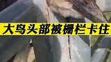 大鸟头部被栅栏卡住多时，女子发现后将其解救！