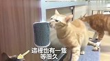橘猫：这个真舒服！狸花猫：好了没有，后面还有俩排队呢