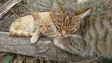 农村小橘猫和猫妈妈在一起玩，生活简单就是幸福