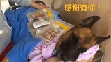 最后一只汶川搜救犬离世 曾救出15人 感谢有你
