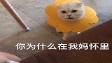 小猫咪吃醋，反应真大，女主人吓傻了！