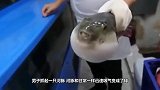 将河豚饿了十天，放两只小龙虾进去，没想到河豚这么残暴