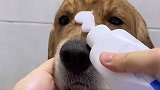 主人抓小狗去洗澡，小狗洗澡的时候特别乖
