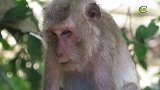 想念它的孩子，眼睛瞎了一只，思念成疾，猴妈很可怜