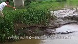 巨蜥在家看护自己的孩子，没想到突降横祸，镜头拍下了全过程