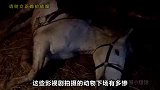 虐待动物于正新剧疑对真猫下毒，姚守岗拍摄电影故意炸犬