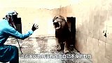 狮子闹脾气不肯进铁笼，男子踢了它一脚，下一秒会发生什么？
