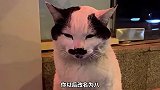 这几只奇特的串串猫，你喜欢哪个？
