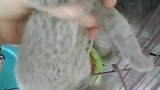 猫：快放开我，不然我咬你了！