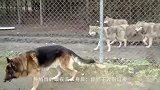一匹狼对一只狗，隔着铁笼感觉到杀意，主人打开笼子后瞬间尴尬了