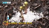长春净月潭冬日小精灵出没！切勿触碰，美丽且有毒！