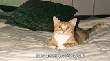猫咪和小主人感情真好，任由孩子们折腾