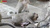 外婆猴对马丁非常疼爱，对别的小猴就不客气，这样暴打小猴过分了