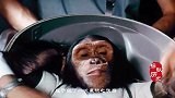 历史首个黑猩猩航天员，58年前历经冒险重返地球，后来怎样了