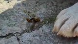 狗子：让你蜇我，终于把你抓住了！