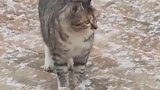 为什么今年杭州还不下雪啊，我家猫实名羡慕别家小猫咪