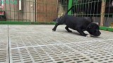 关于恶霸裁耳一直存在很多争议！看完前后对比，你更喜欢哪一种？