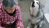 看到祖祖在剥鹅蛋，洛洛馋坏了，撒起娇来太可爱了