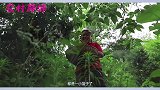 胖妹摘桃子被奶奶逮个正着，请奶奶吃蹄髈汤，奶奶帮胖妹保密