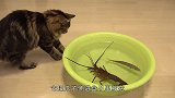 一只龙虾与4只猫咪相遇，狭路相逢谁能胜出？结果居然是这样