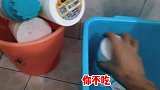 二哈挑食怎么办饿两天后连盘子都舔干干净净！
