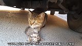 猫都不会动了，猫妈妈还不离不弃守护在它身旁
