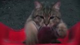 爆笑萌宠，胖猫猫上滑梯