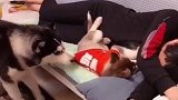 吃醋在明面上，嫉妒使狗面目全非！