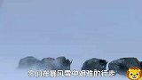 北美狼族1，这里的野牛艰难的在半米多深雪里刨食，更要面对狼群