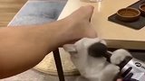 猫：给我！给我！我来！