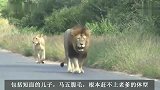 短面老被子雄狮：非洲雄狮体型的天花板，不需要参照物的巨大