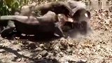 野猪被3条巨蜥捕获，吃掉“半个身体”后逃脱，还能活下来吗？
