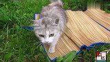 这样漂亮的小猫，在国外都成流浪猫了，真漂亮