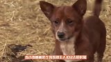 小狗从小和奶牛一起生活，主人要把牛卖掉的时，狗狗流下悲伤泪水