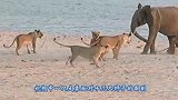 狮子惹怒犀牛，被发飙的犀牛追着顶：真当自己是草原之王