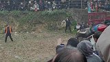 这个地方看斗牛还要吃上一餐牛瘪，还是生吃！