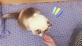 主人开枪谋杀亲喵啦，猫咪戏精上身装死不停，实力宠主人