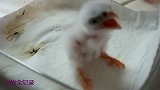 一只眼睛已经被哥哥啄瞎了的二毛终于过上了好日子 衣食无忧