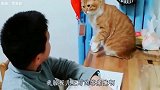 狸花猫、橘猫：兼职做“家长”，今天也是努力营业的一天！