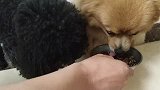 哈士奇第一次吃蚕蛹，直接吃了两大碗，太渴了跑马桶里喝水