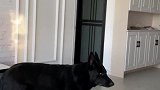 狗子，我老婆叫我呢！