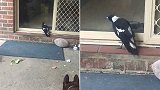 澳大利亚一只喜鹊为引人注意 站居民家门口学狗叫