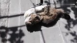 两猫咪打架，白猫虽处下风，但那个摔抱式还是值得肯定的