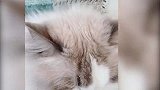 火爆网络的猫咪，颜值逆天眉清目秀，网友：我居然喜欢上了一只猫