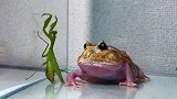 角蛙一口就将螳螂吞下去了，就不怕有铁线虫吗