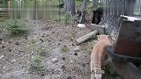 猫咪捕食“老虎”,叼着老虎游街,有趣一幕被镜头记录！