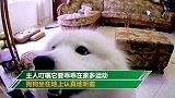 成都男子隔离期与爱犬隔空互动 小狗举动令人意外