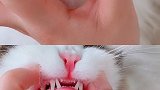 了解！布偶猫 吸猫