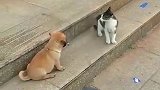 小猫我就打你了，怎么的