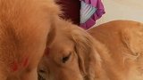好和谐，没打架不错哈哈